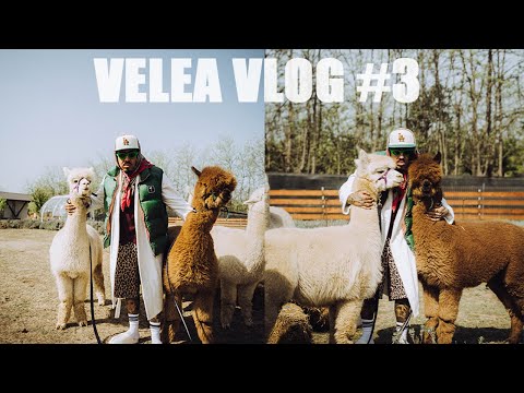 Ma mir si eu… ASA CEVA?! | VELEA VLOG #3