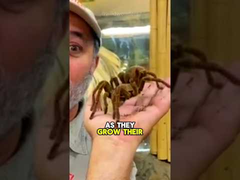 Leave Them Alone! 😱🕷️ Why?