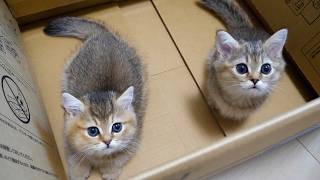 Cute kitten that fell in love with a cardboard box and refused to come out...