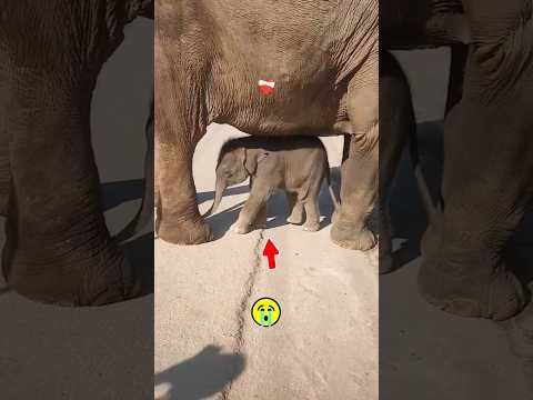 The Cutest Baby Elephant 🥰