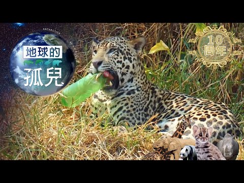 地球的孤兒~貓的消失，搶救瀕危美洲豹 Orphans of the Earth / Saving Jaguar: The King of the Jungle【全集】｜白心儀 - YouTube