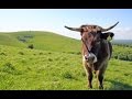 Genetic Adaptation and Selection Tests