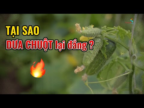 Tại sao dưa chuột lại có vị đắng