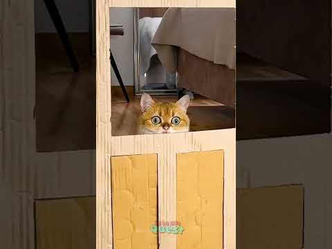 Jump. Fall. Repeat. 🐱💣 Cat Parkour Challenge!