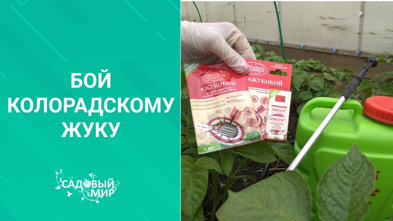 БОЙ КОЛОРАДСКОМУ ЖУКУ. Чем обработать картофель при посадке
