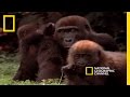 Gorilla Tool Use and Cognitive Abilities
