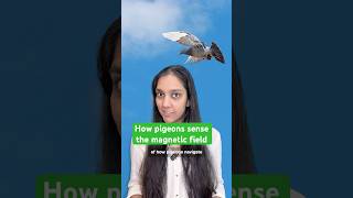 How pigeons sense the magnetic field for navigation