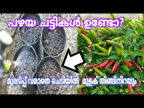മുളക് ചെടി ഇങ്ങനെ നട്ടാൽ തുരുതുര മുളക് നിറയും | Chilli Plant care tips | Mulaku kuridippu maran