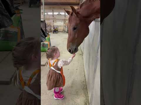 Spoiled Horses 🐴💕 #fyp #viral #horse #equestrain #horsefan #horselover