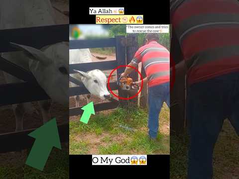 MashAllah βοΈπ Greatest Save π€― #shorts #status #shorts
