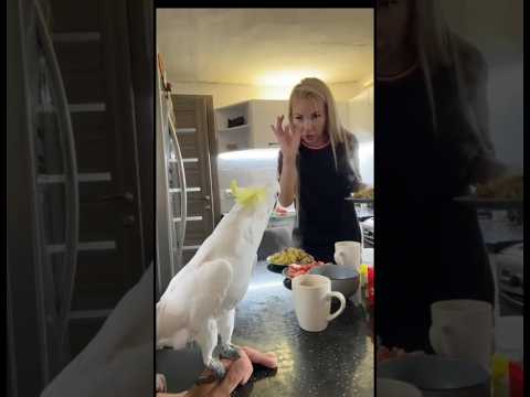 Попугай Какаду выясняет отношения с мамой #parrot #попугай #юмор #папугай #birds #смешнойпопугай
