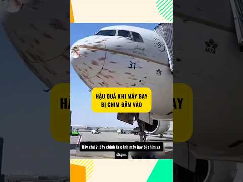 Hậu quả khi máy bay va chạm với chim #facts #amazingfacts #shorts