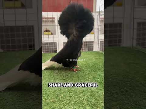 Why Jacobin Pigeons Are Special