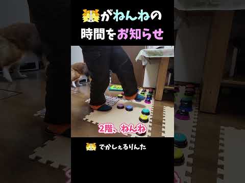 シェルティがねんねの時間をお知らせ【会話ボタンでしゃべる犬】 #shorts #dog