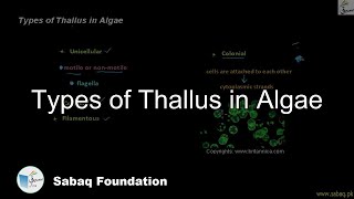 Types of Thallus in Algae
