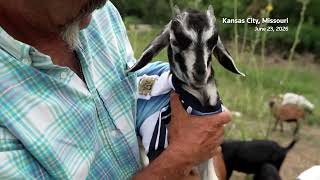 YouTube video thumbnail: Goat Named After Messi Clears Weeds Near Argentina Team Base