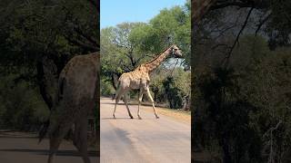 Giraffe Crossing the Road ❤️🦒 #giraffe #animals #wildlife