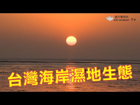 台灣海岸濕地生態-台灣生態記事系列10 - YouTube
