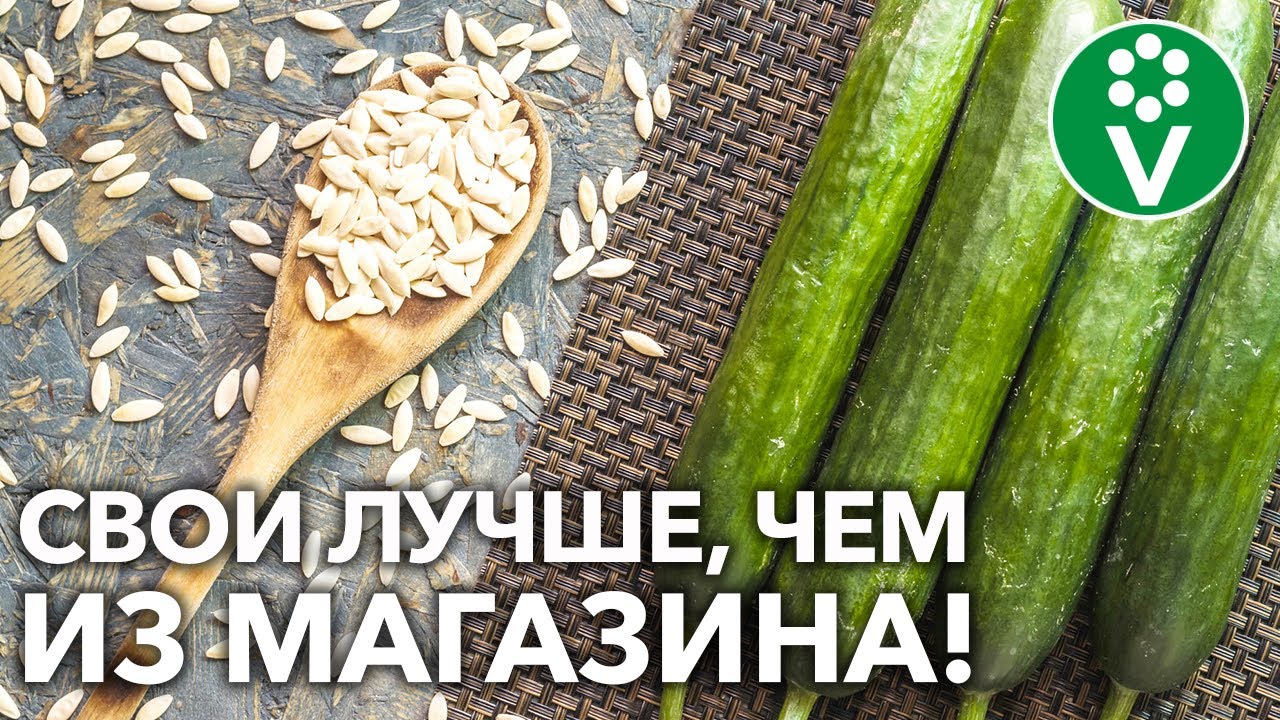 Как собрать семена огурцов в домашних условиях? Секрет будущих больших урожаев!