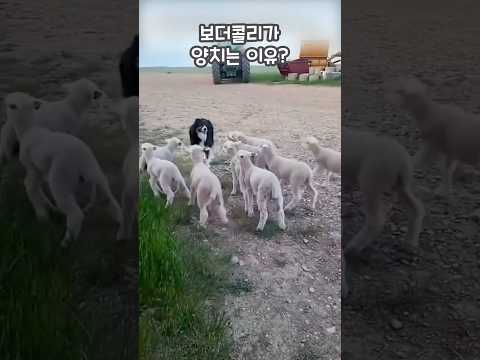 보더콜리가 양치는 이유? 🐶🐑 #shorts
