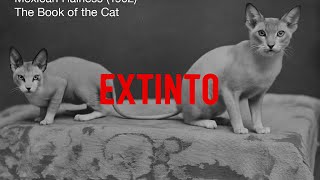 La Raza De Gatos Borrada De La HISTORIA - GATO AZTECA