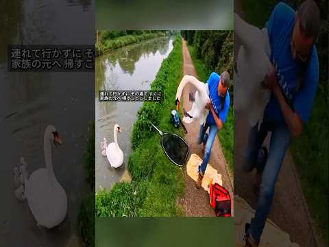 ママ白鳥とパパ白鳥が 再会してお互いを確かめ合う瞬間 ❤️