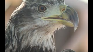Arizona wildlife rescue helps thousands of animals impacted by humans, extreme heat