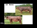 Identifying Pig Breeds Characteristics