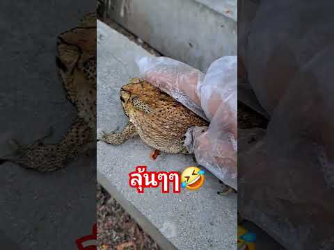 ลุ้นๆจร้า🤣#คางคก#สัตว์โลกน่ารัก#คอหวย#โชคลาภ#เพื่อความบังเทิง#คลิปตลก #youtubeshorts #youtubevideo