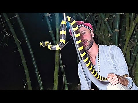 Snake Whisperer Meets One of India's Most Stunning Deadliest Snakes