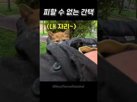 피할 수 없는 간택