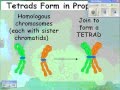 Meiosis and Genetic Variation Concepts