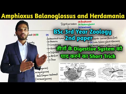 Digestive System of Herdmania, Balanoglossus and Amphibious short Trick || BSc 3rd year Zoology