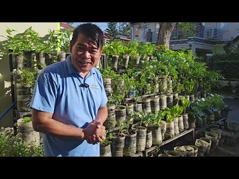 5 LAYER GARDEN MULA SA MGA BOTE #gardening #agriculture #farming #farmlife