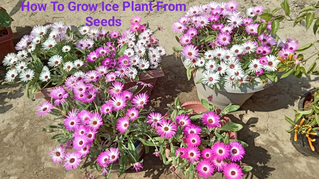 How To Grow Mesembryanthemum/Ice Plants From Harvested Seeds