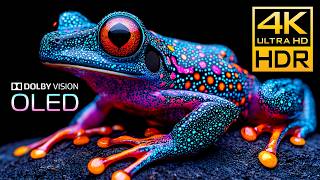 OLED TEST HDR 4K 120FPS DOLBY VISION 🏞 4K / 8K Monitor Test Video #BGM