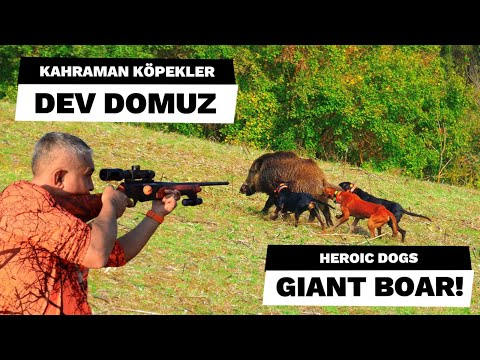 SÜPER KÖPEKLER İLE GÜZEL AV / HEROIC GIANT  BOAR..