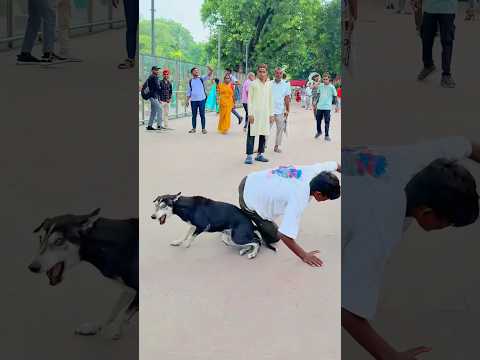 Sorry Dog🐶mujhe maff Karna😭#shorts ##youtubeshorts #trending #dog #viraljump