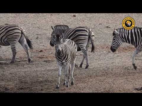 Zebras & Impalas Gather at the Waterhole!