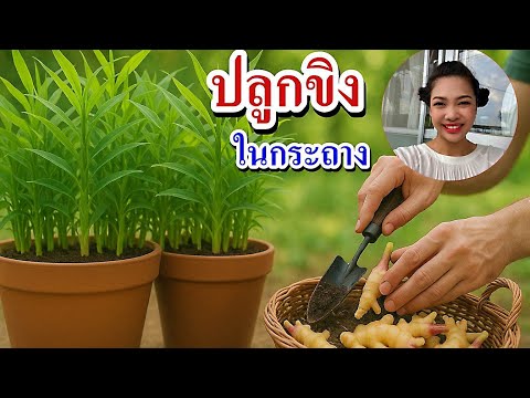 วิธีปลูกขิงในกระถาง ปลูกขิงในกระถาง ง่ายๆที่บ้าน สำหรับมือใหม่ เทคนิคปลูกขิงที่ไม่ควรพลาด
