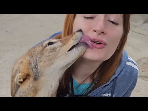 Anubis the African Jackal howls in excitement when he sees his mom!