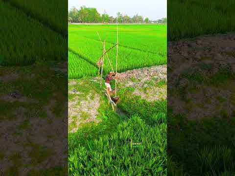 গ্রামের ডপকা পানি সেচ! গ্রামের ফেলে আসা সেই দিনগুলি এখন বিলুপ্তির পথে।