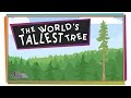 Hyperion and the Secrets of Tall Trees