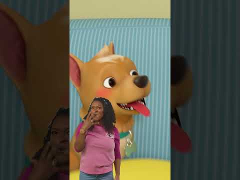Puppy Song!! Woof woof Doggy Hunt🐶