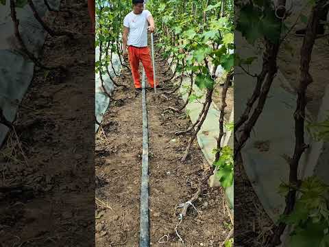 fertilizing grapes 🍇 vine trees#satisfying #pruning #fruit #shortvideo
