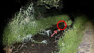 夜の川の草陰に大量の激うま高級食材が居るので食べる