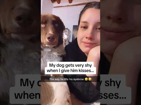 Kiss you dog😂😂 #funny #comedy#shorts#reels #indie#labrador #goldenretriever#dog#reaction