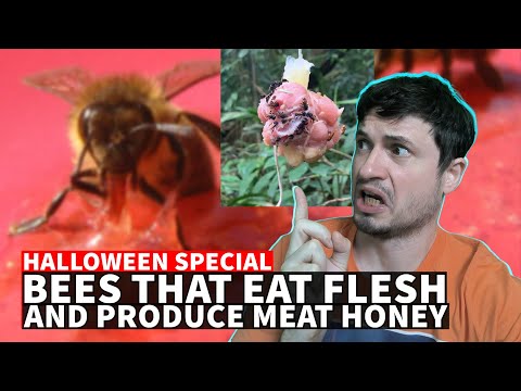 Terrifying Flesh-Eating Bees That Produce Meat Honey