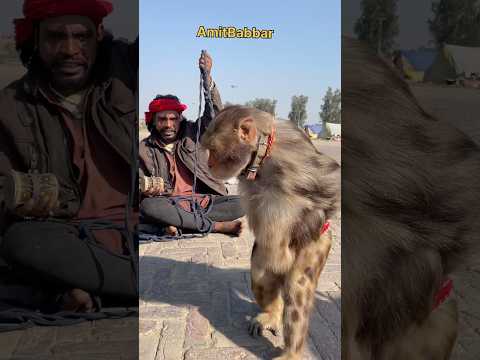 मदारी के पूछने पर बंदर ने बताया की कैसे वो भगवान के आगे माथा टेकेगा #madari #bandar #bandarkakhel