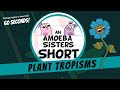 Plant Tropisms and Growth Responses